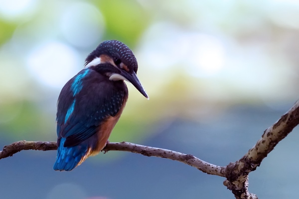 旧片_ 小翠鸟仔仔18