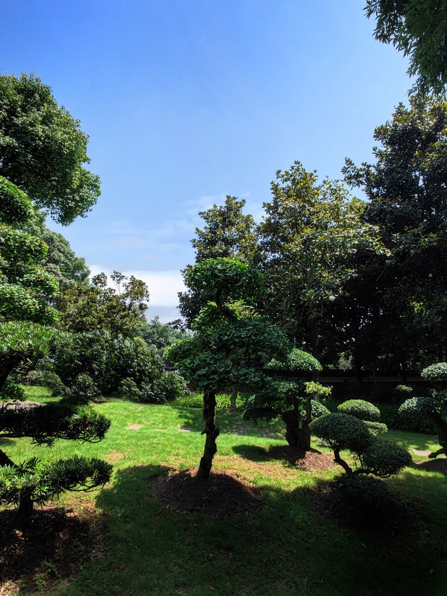 "枸骨树"小树林风景——7p