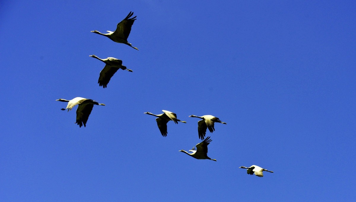 坚强无畏的蓑羽鹤