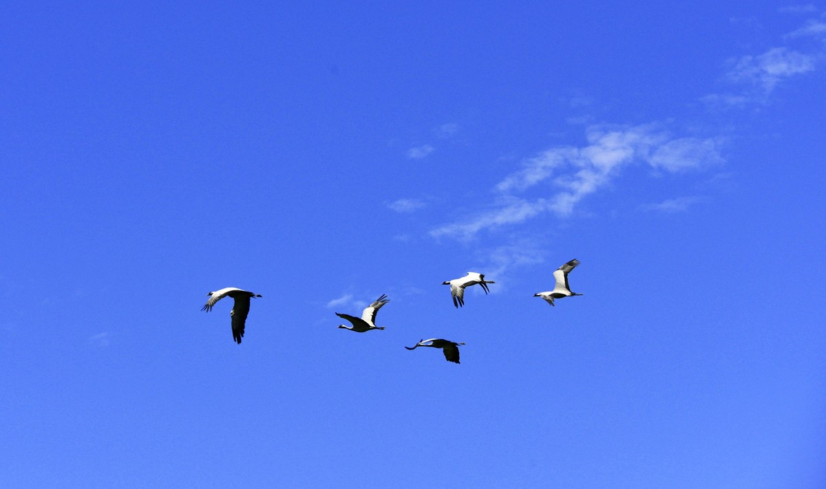 坚强无畏的蓑羽鹤