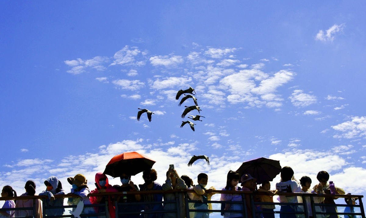 坚强无畏的蓑羽鹤