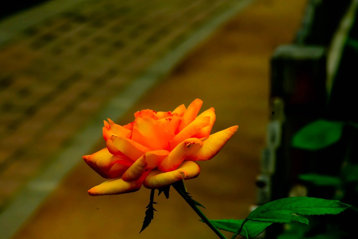 尼康D7200+NIKKOR 尼克尔 18-140 F3.5-5.6镜头下的花草树木