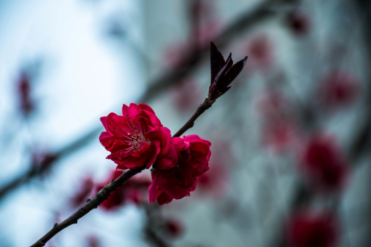 尼康D7200+NIKKOR 尼克尔 18-140 F3.5-5.6镜头下的花草树木