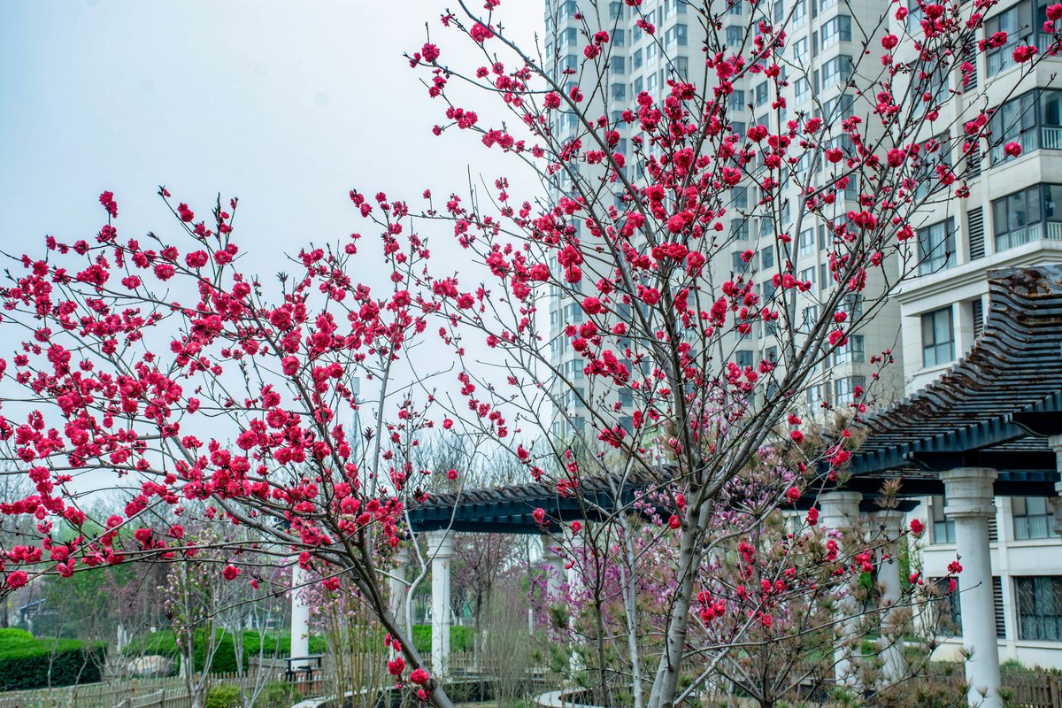 尼康D7200+NIKKOR 尼克尔 18-140 F3.5-5.6镜头下的花草树木