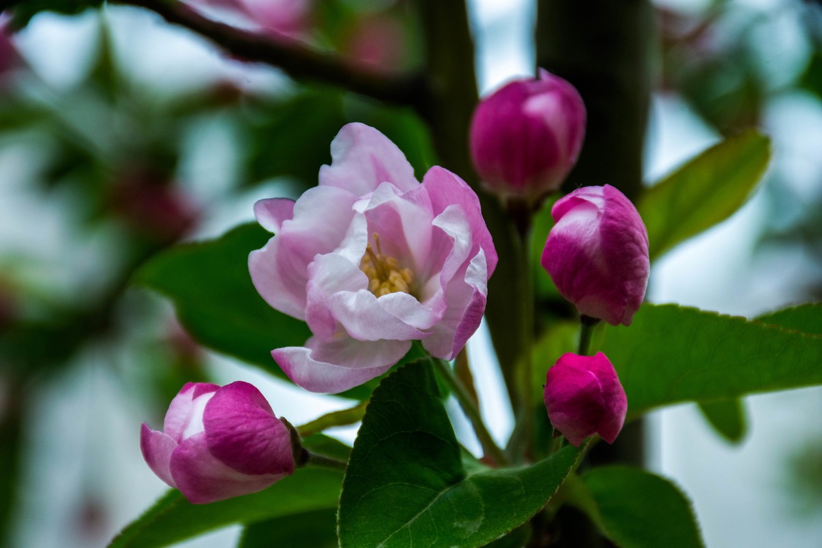 尼康D7200+NIKKOR 尼克尔 18-140 F3.5-5.6镜头下的花草树木