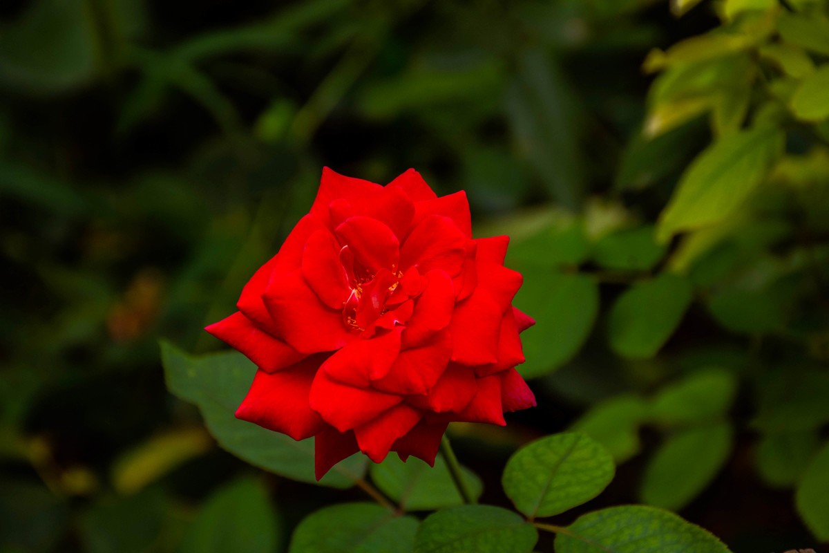 尼康D7200+NIKKOR 尼克尔 18-140 F3.5-5.6镜头下的花草树木