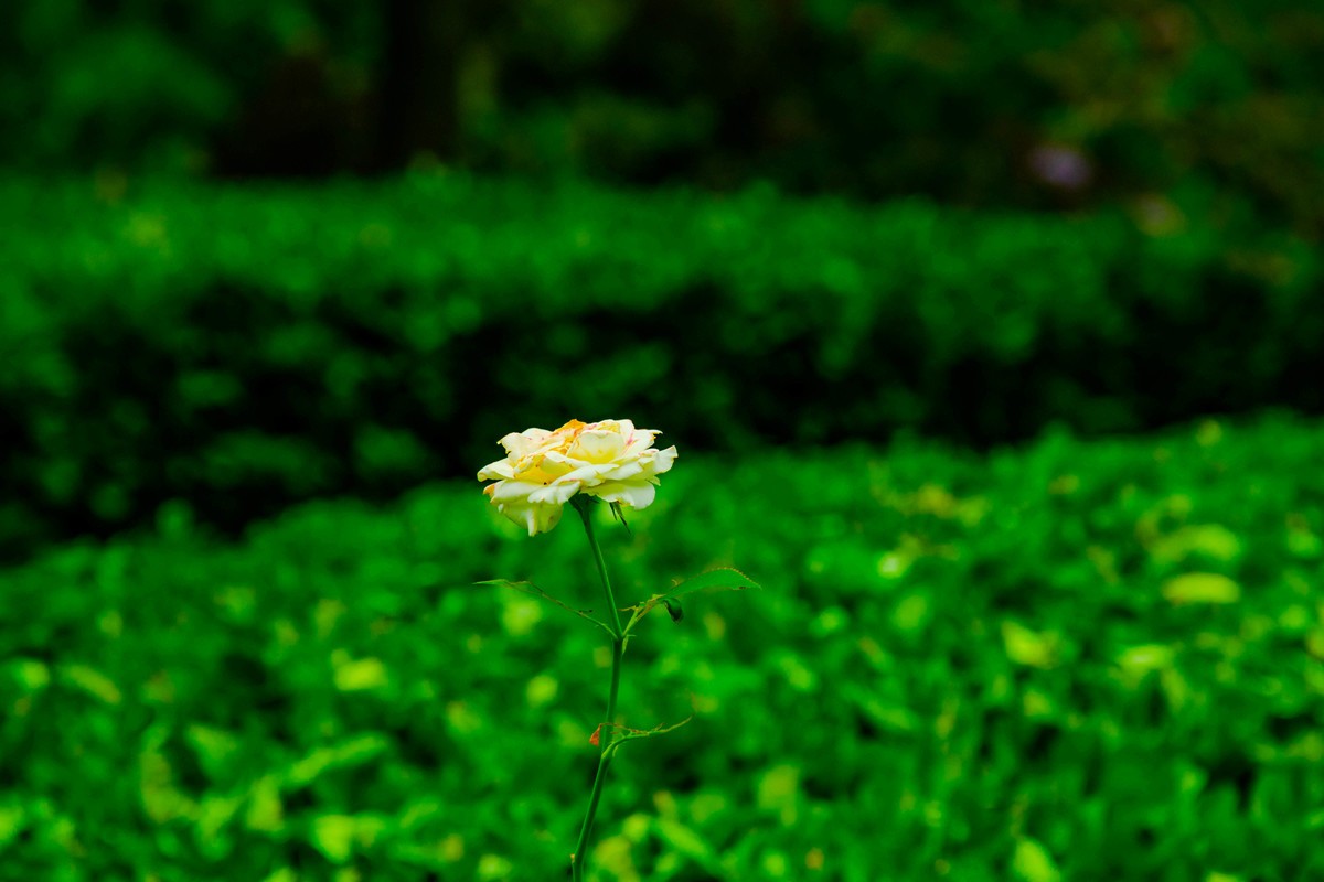 尼康D7200+NIKKOR 尼克尔 18-140 F3.5-5.6镜头下的花草树木