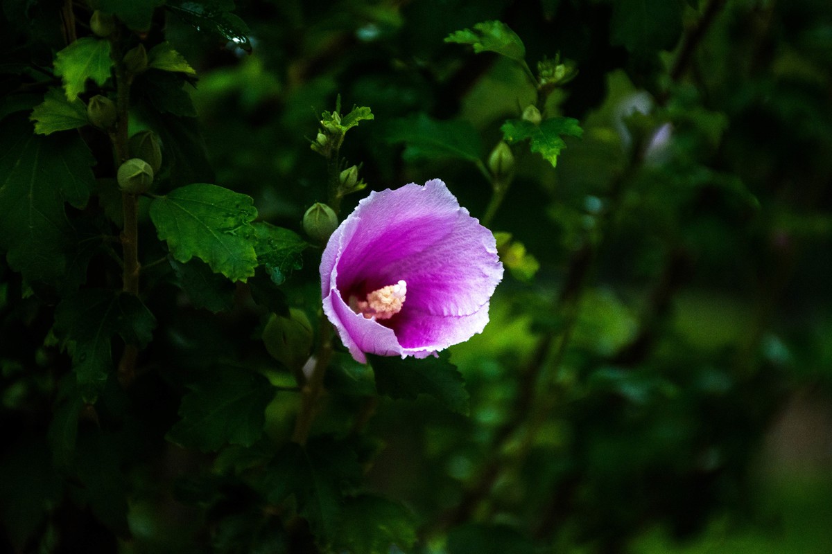 尼康D7200+NIKKOR 尼克尔 18-140 F3.5-5.6镜头下的花草树木