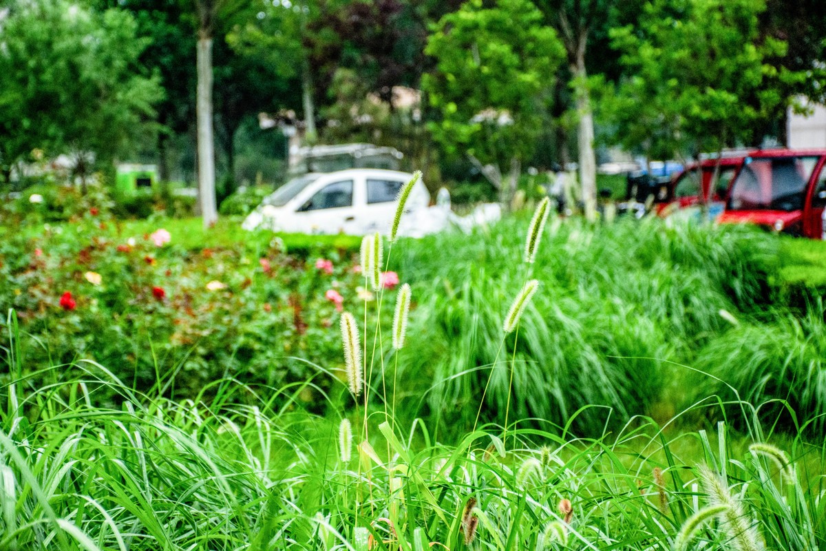 尼康D7200+NIKKOR 尼克尔 18-140 F3.5-5.6镜头下的花草树木