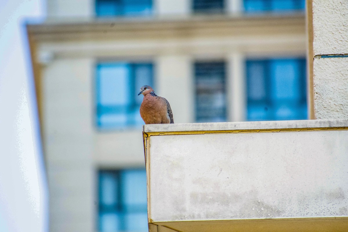 佳能6D2+TAMRON A005 腾龙 70-300 VC+佳能一代1.4x增距镜 人像抓拍和麻雀、喜鹊、斑鸠