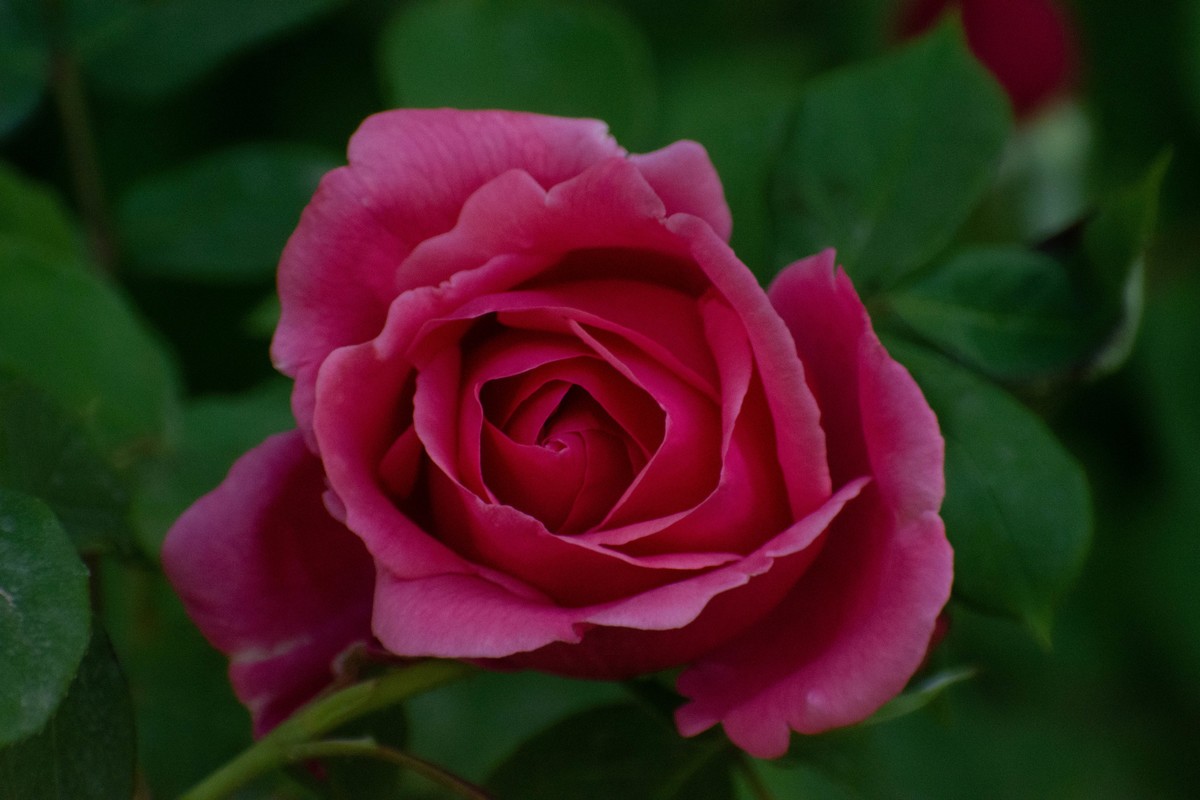 佳能6D2+TAMRON A005 腾龙 70-300 VC+佳能一代1.4x增距镜 人像抓拍和麻雀、喜鹊、斑鸠