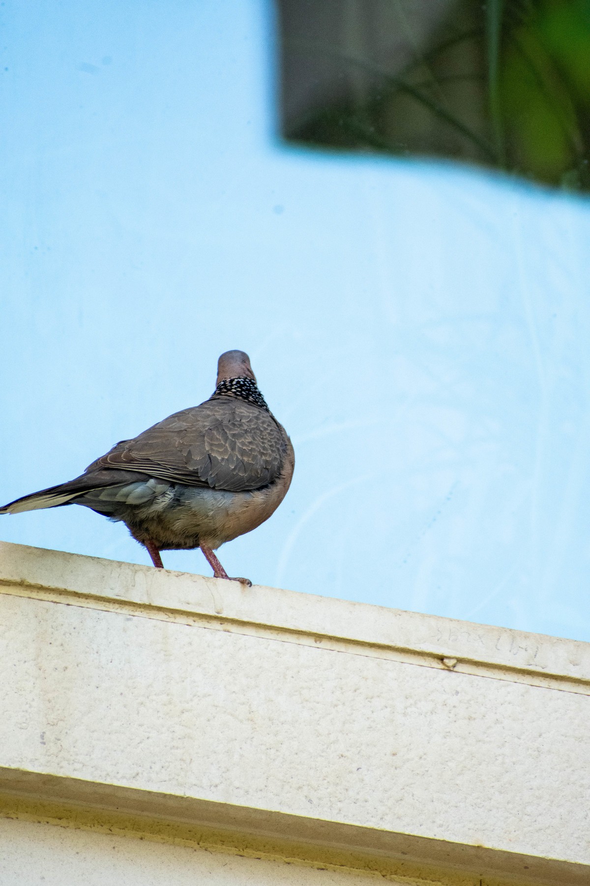 佳能6D2+TAMRON A005 腾龙 70-300 VC+佳能一代1.4x增距镜 人像抓拍和麻雀、喜鹊、斑鸠