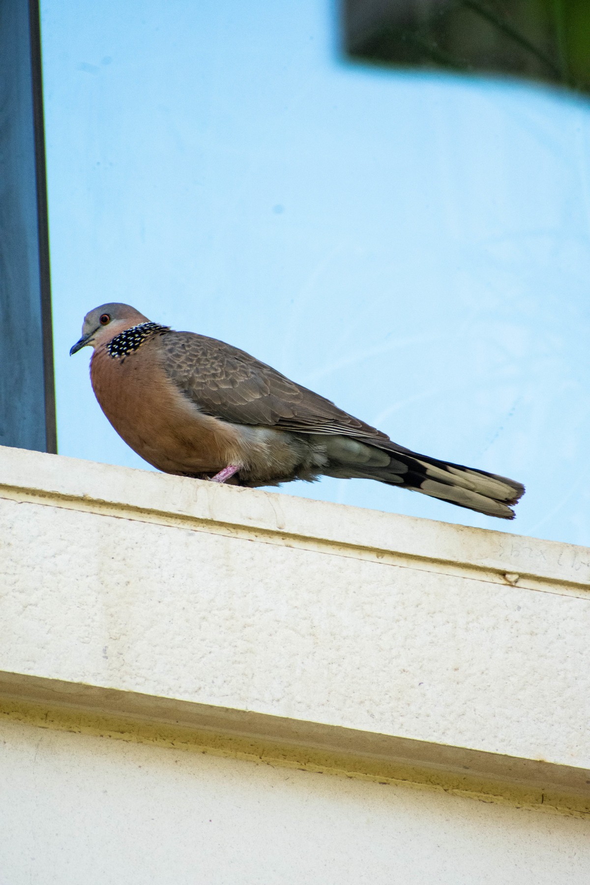 佳能6D2+TAMRON A005 腾龙 70-300 VC+佳能一代1.4x增距镜 人像抓拍和麻雀、喜鹊、斑鸠