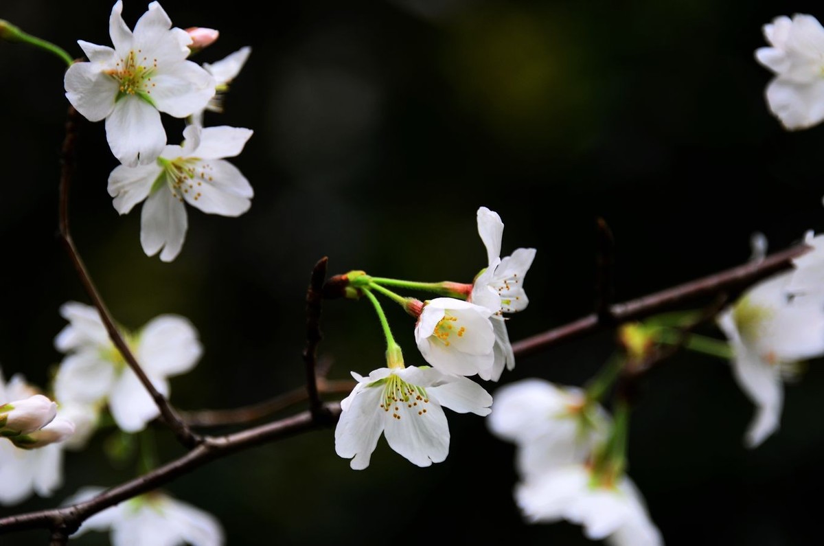 花卉系列【4650】