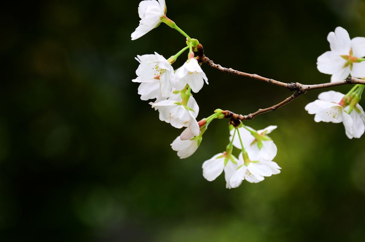 花卉系列【4650】