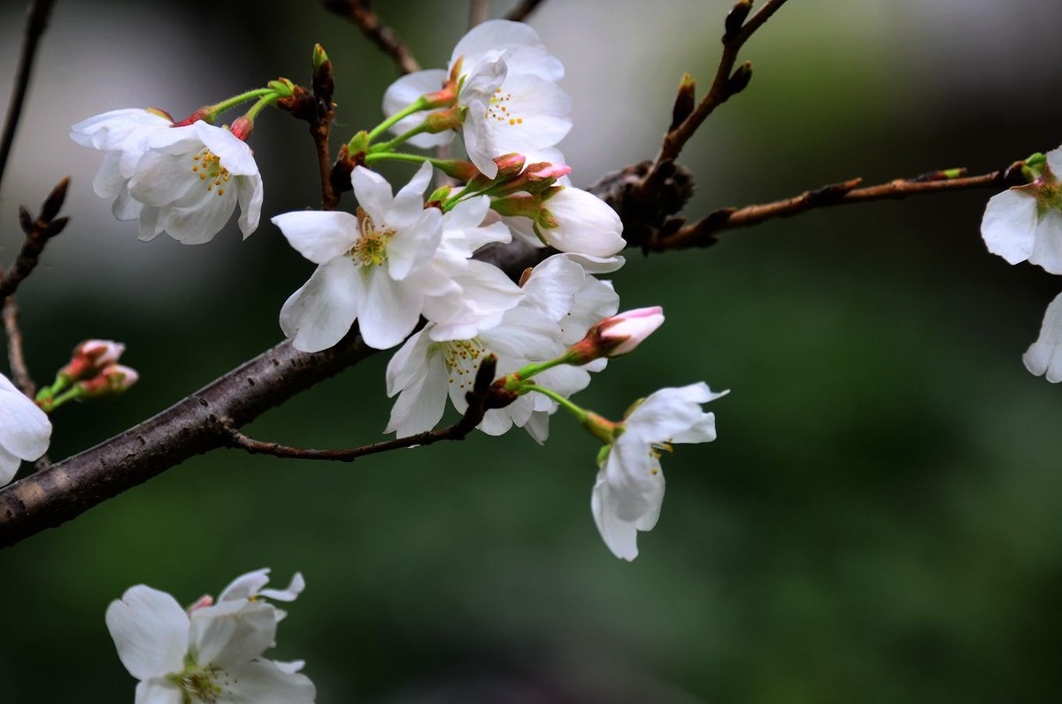 花卉系列【4650】