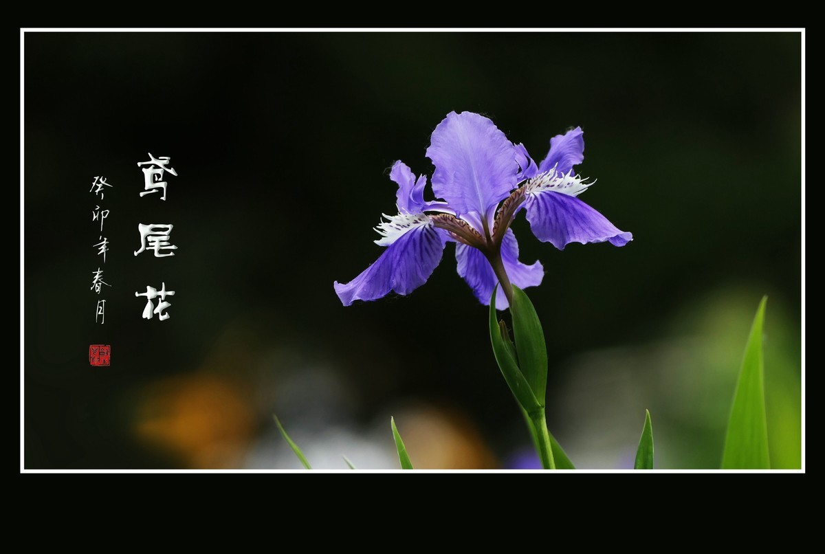 尼康D5100星空(中国)2023年十一月份优秀作品精选汇总