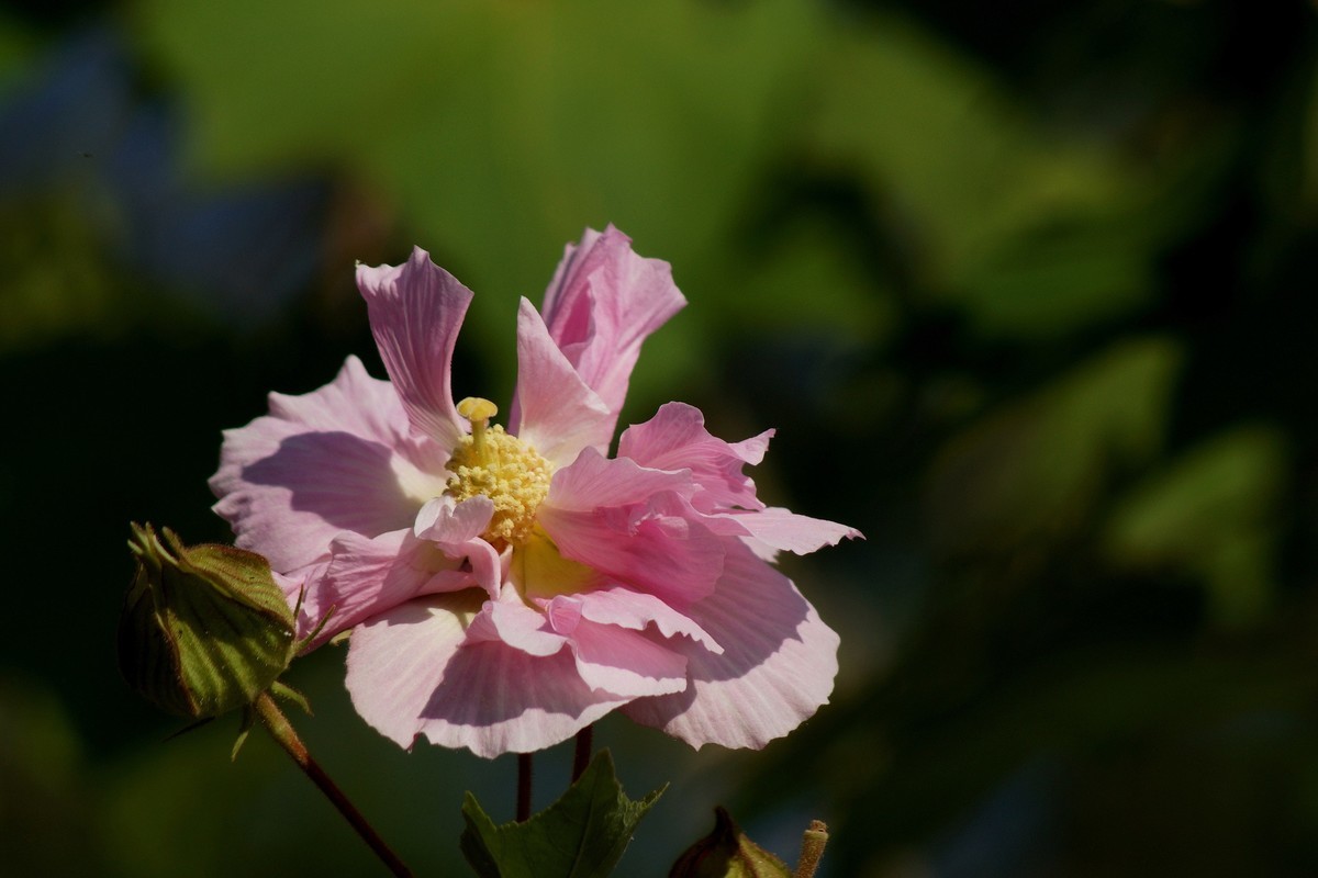 尼康D5100星空(中国)2023年十一月份优秀作品精选汇总
