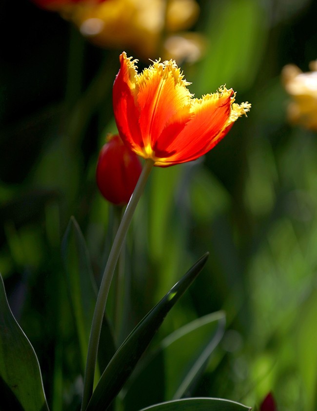 郁金花开正当时