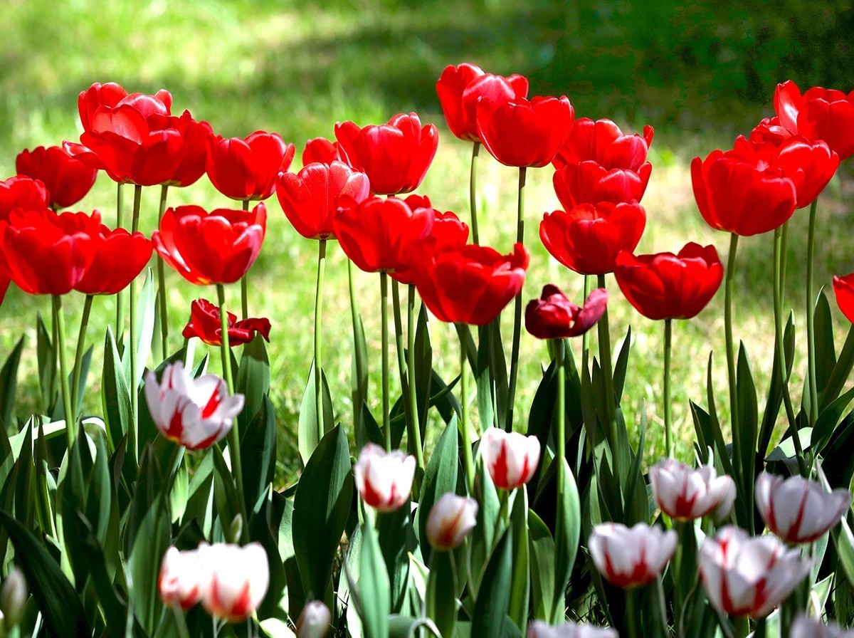 郁金花开正当时