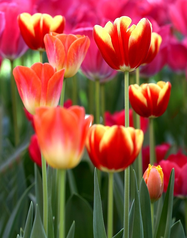 郁金花开正当时