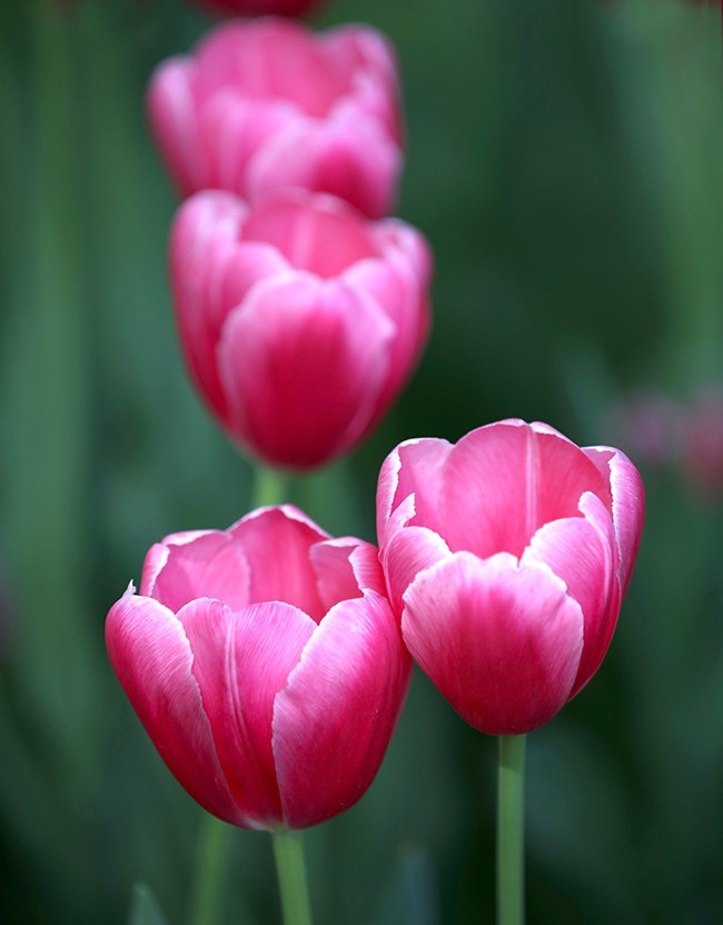 郁金花开正当时