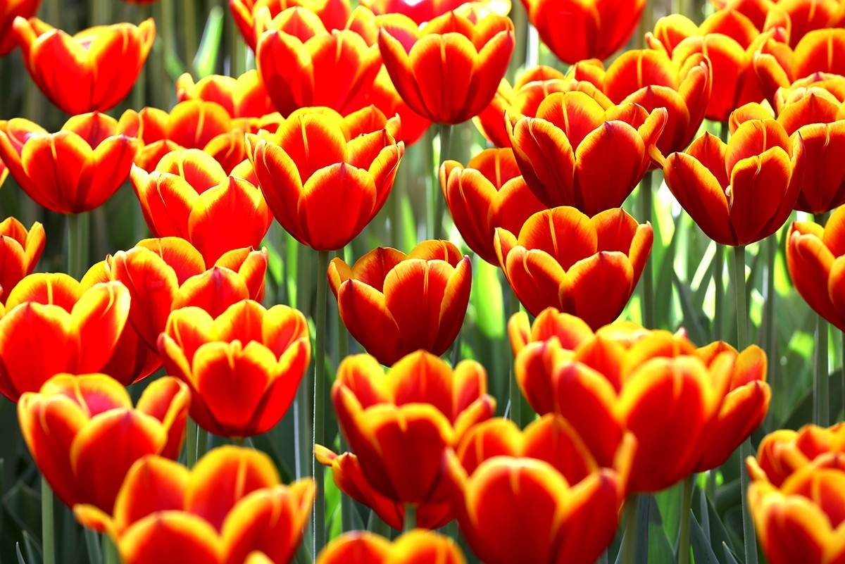 郁金花开正当时