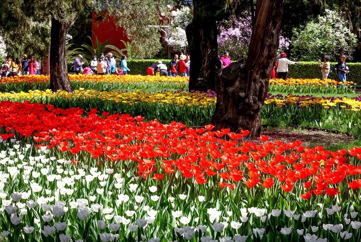 郁金花开正当时