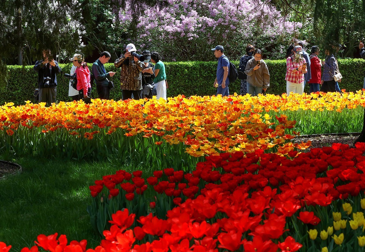 郁金花开正当时