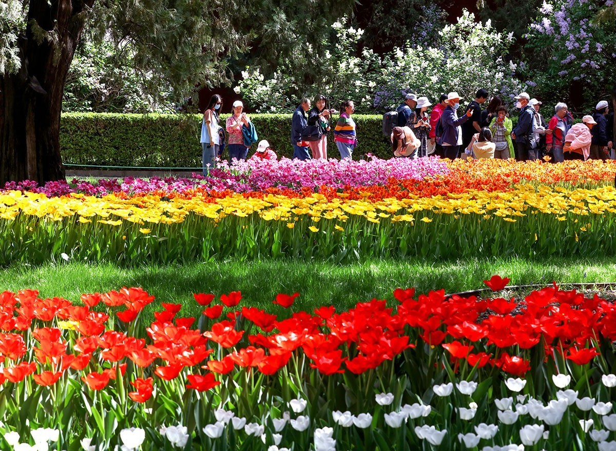 郁金花开正当时