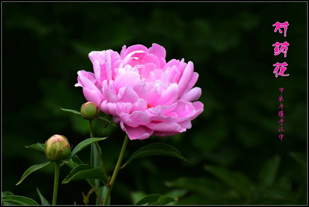 芍药花开赛牡丹（2024116）