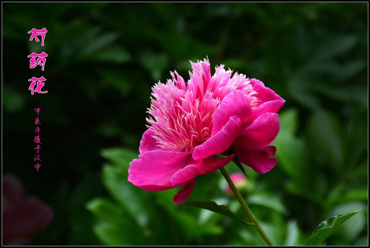 芍药花开赛牡丹（2024116）