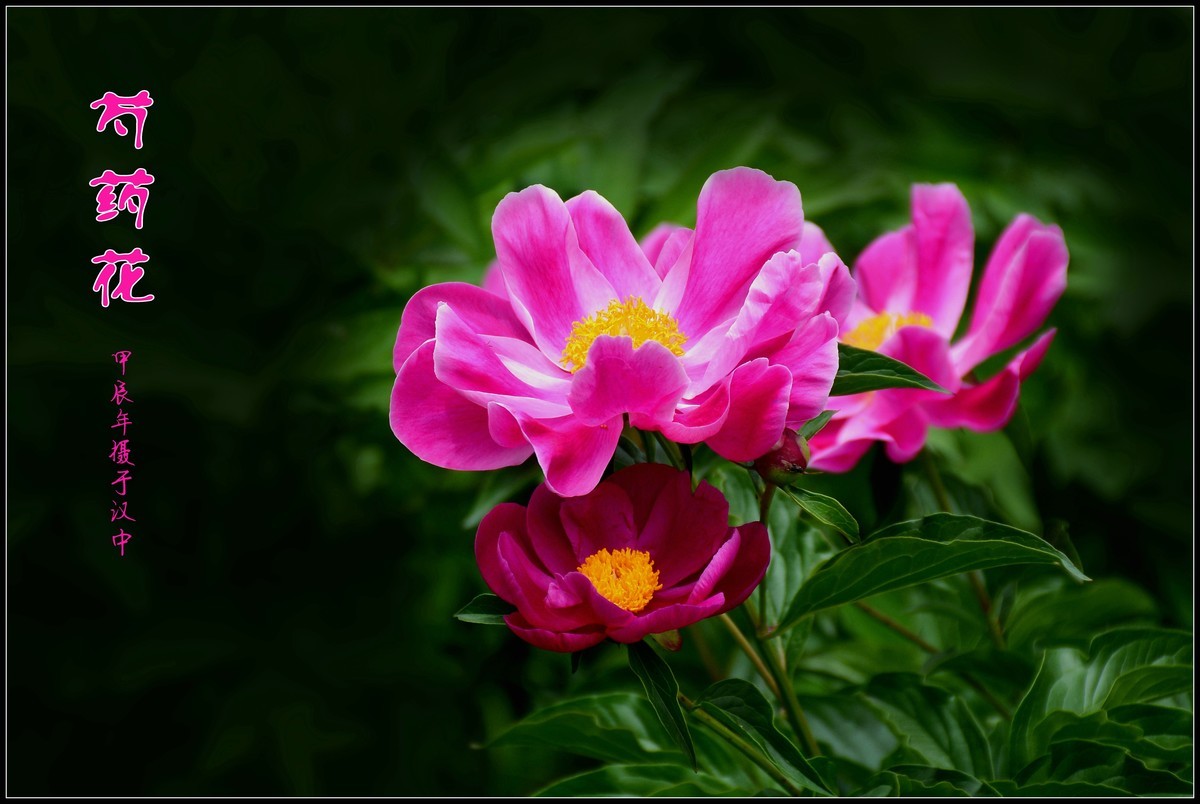 芍药花开赛牡丹（2024116）