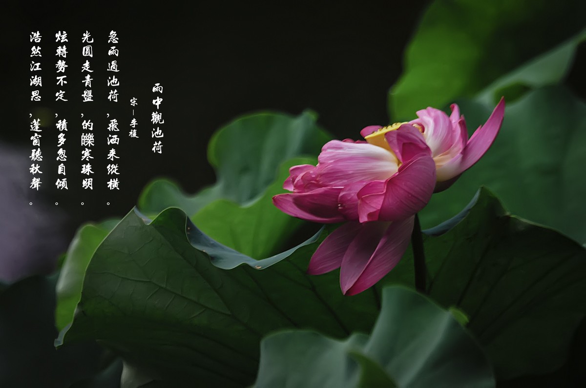 （又是一年荷花开）《雨中观池荷 》 （宋-李复）