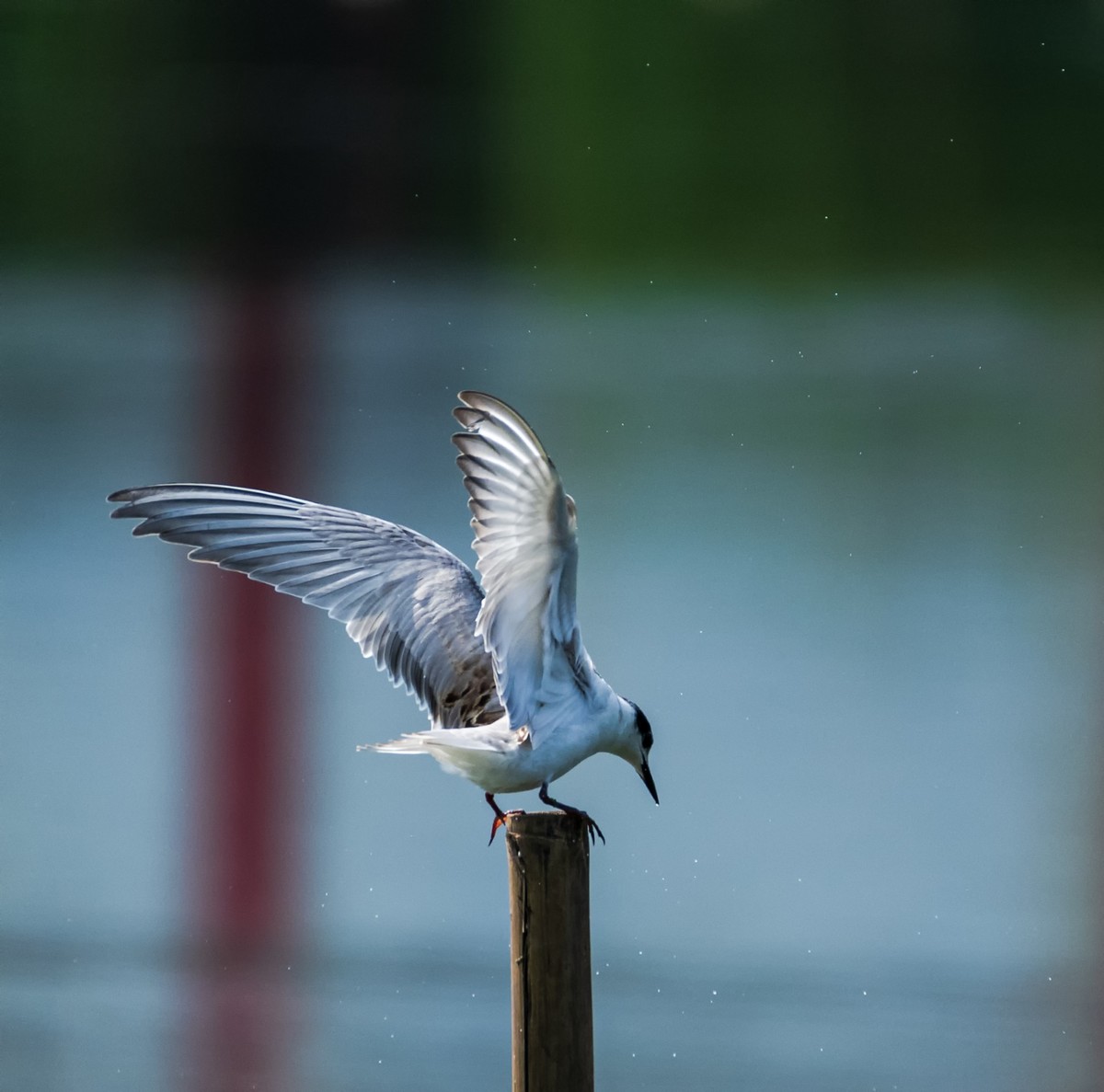 过境侯鸟浮须鸥