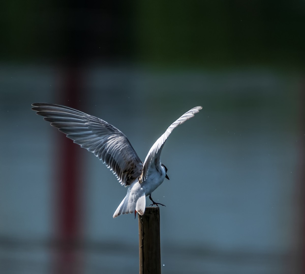 过境侯鸟浮须鸥