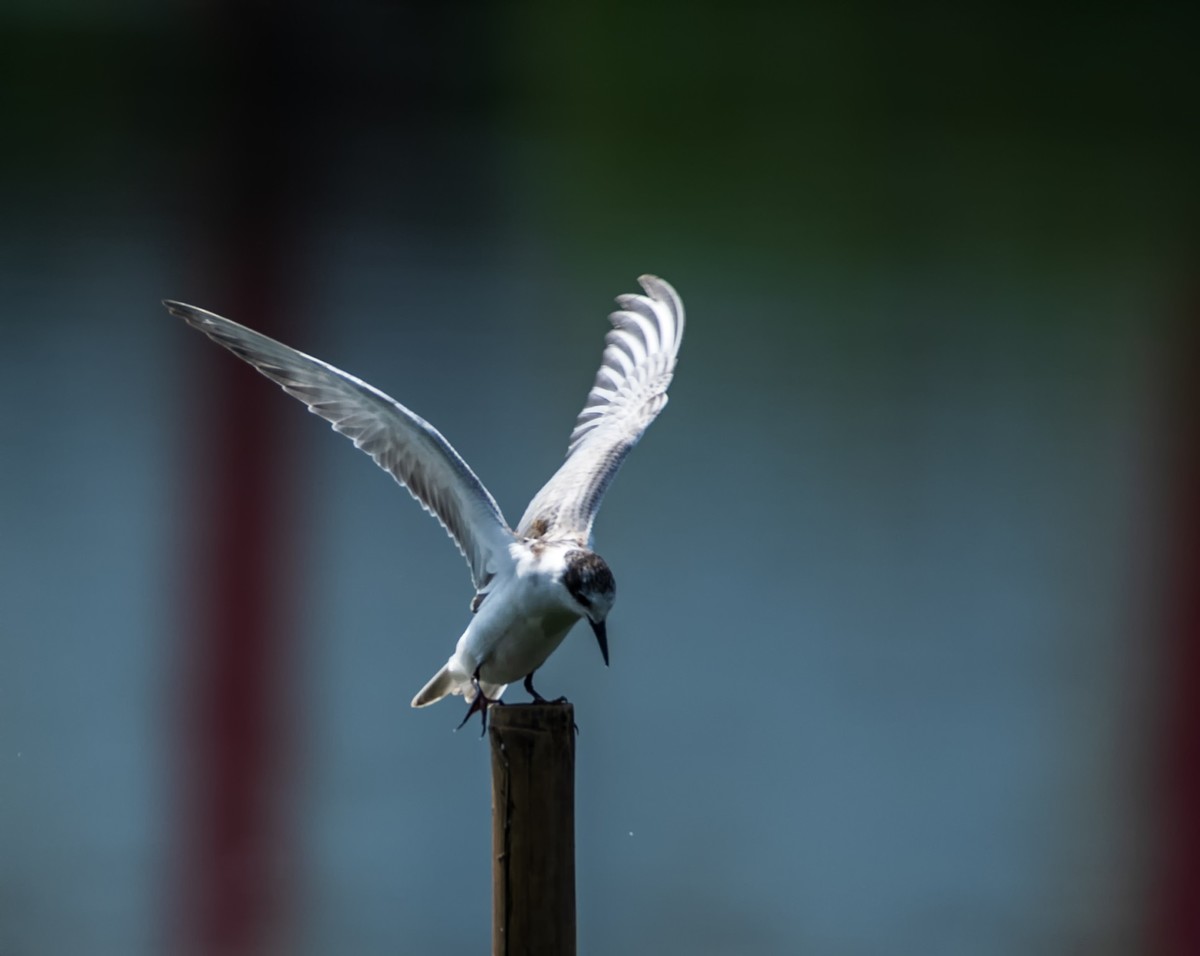 过境侯鸟浮须鸥