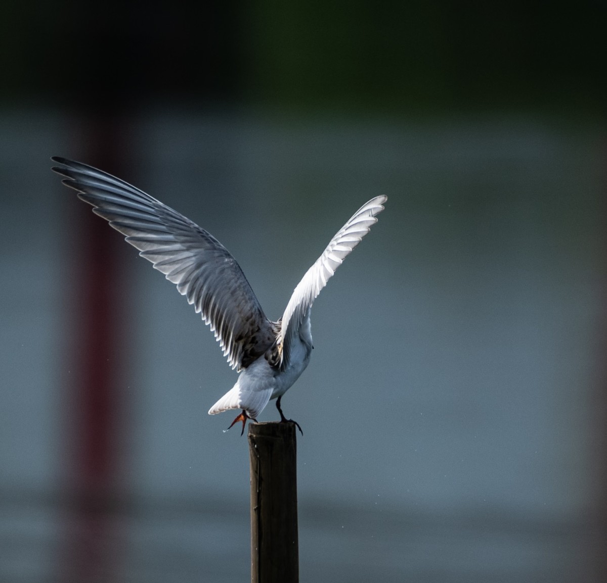 过境侯鸟浮须鸥