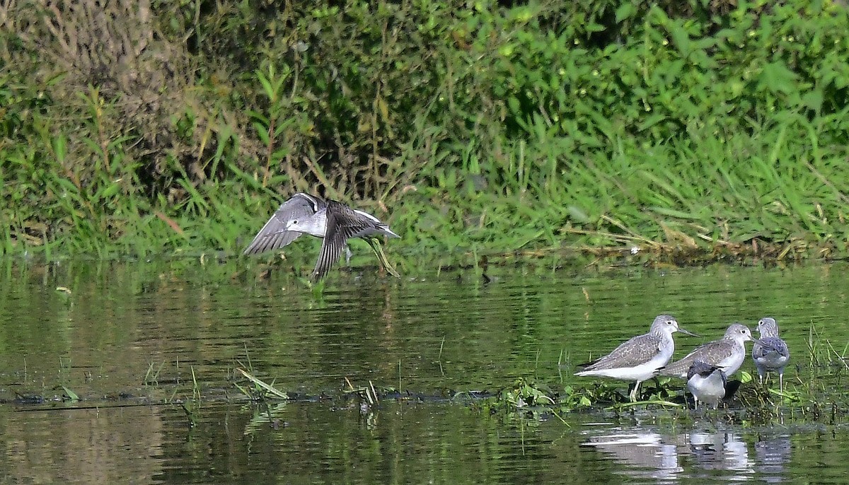 小鸟戏水( 请假贴)