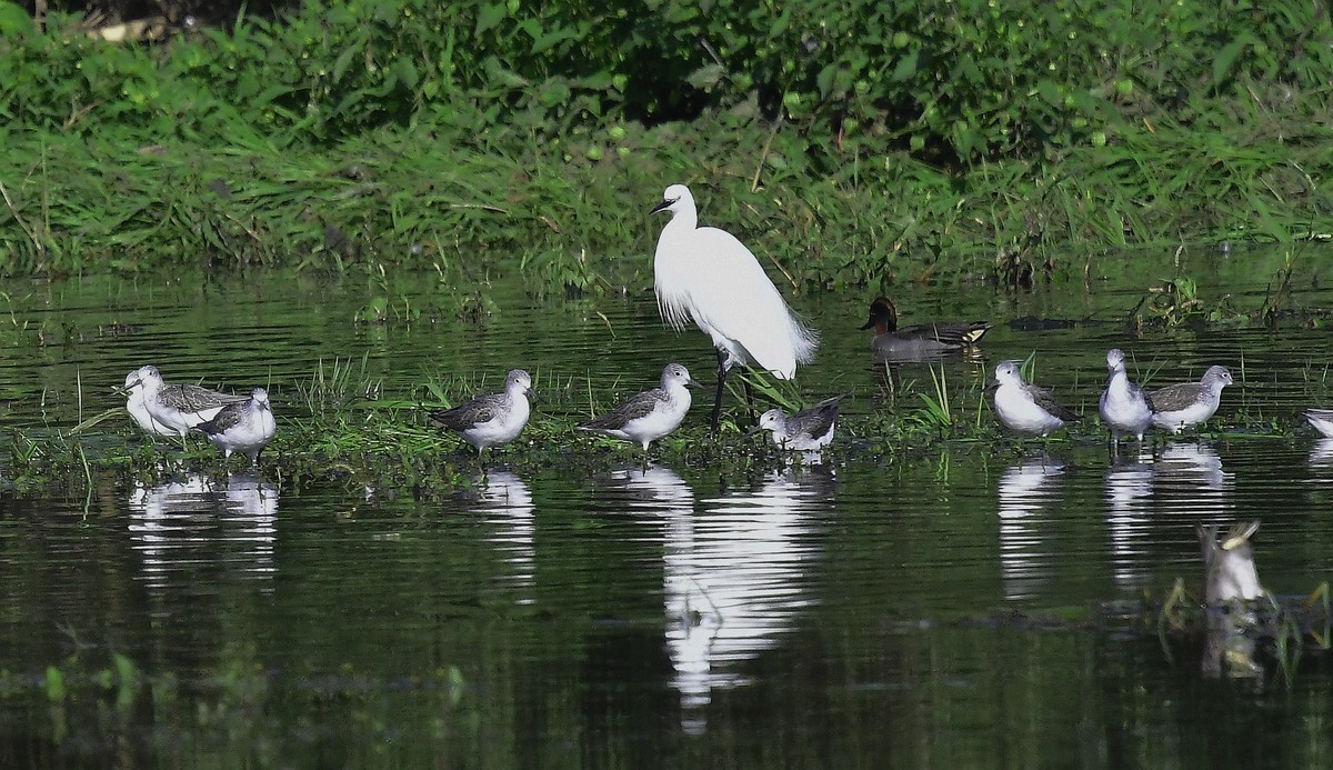 小鸟戏水( 请假贴)