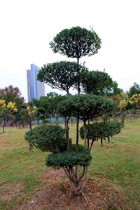 新人新帖，天气不好，公园随拍