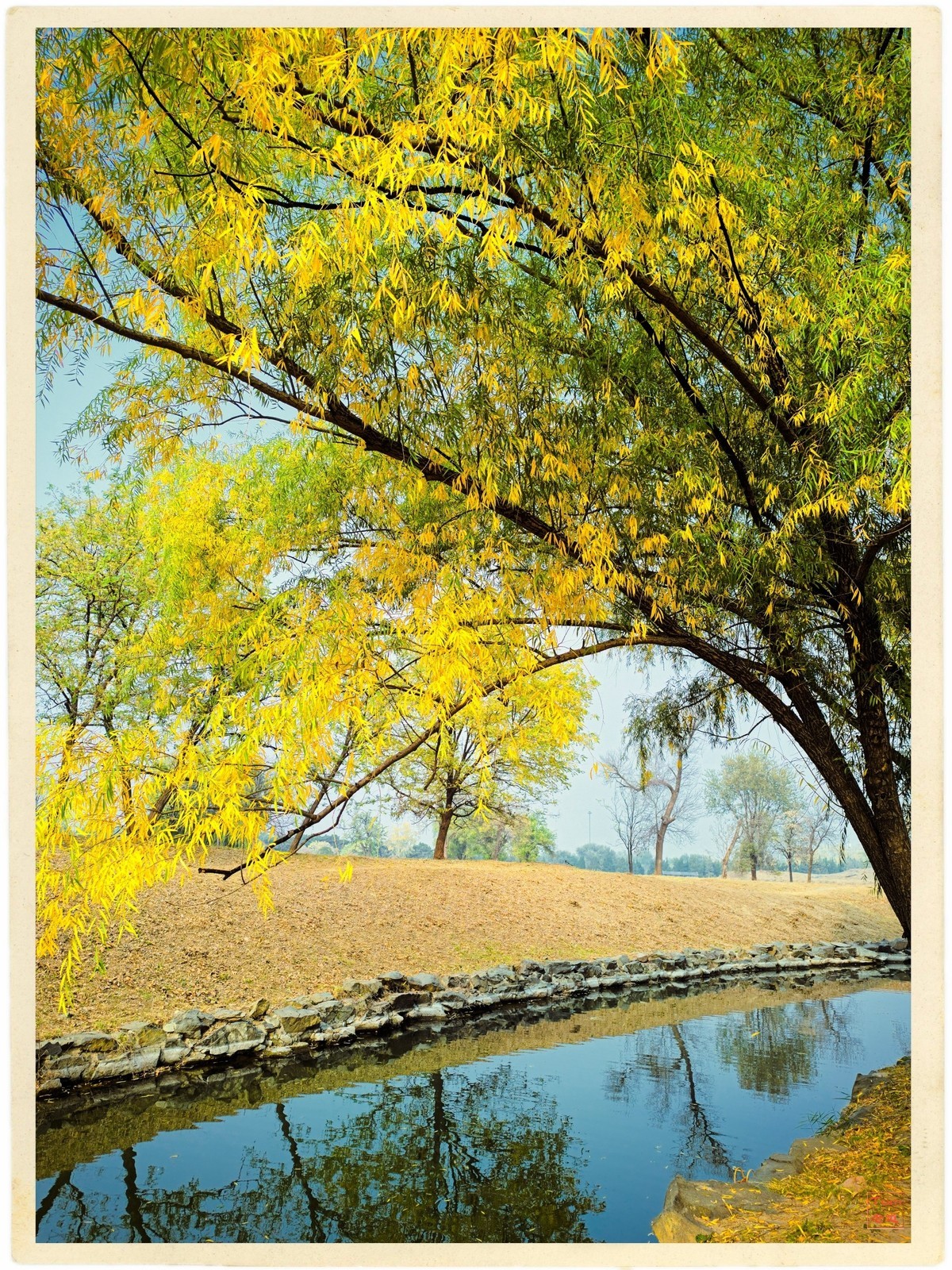 深秋的红与黄（手机版）！