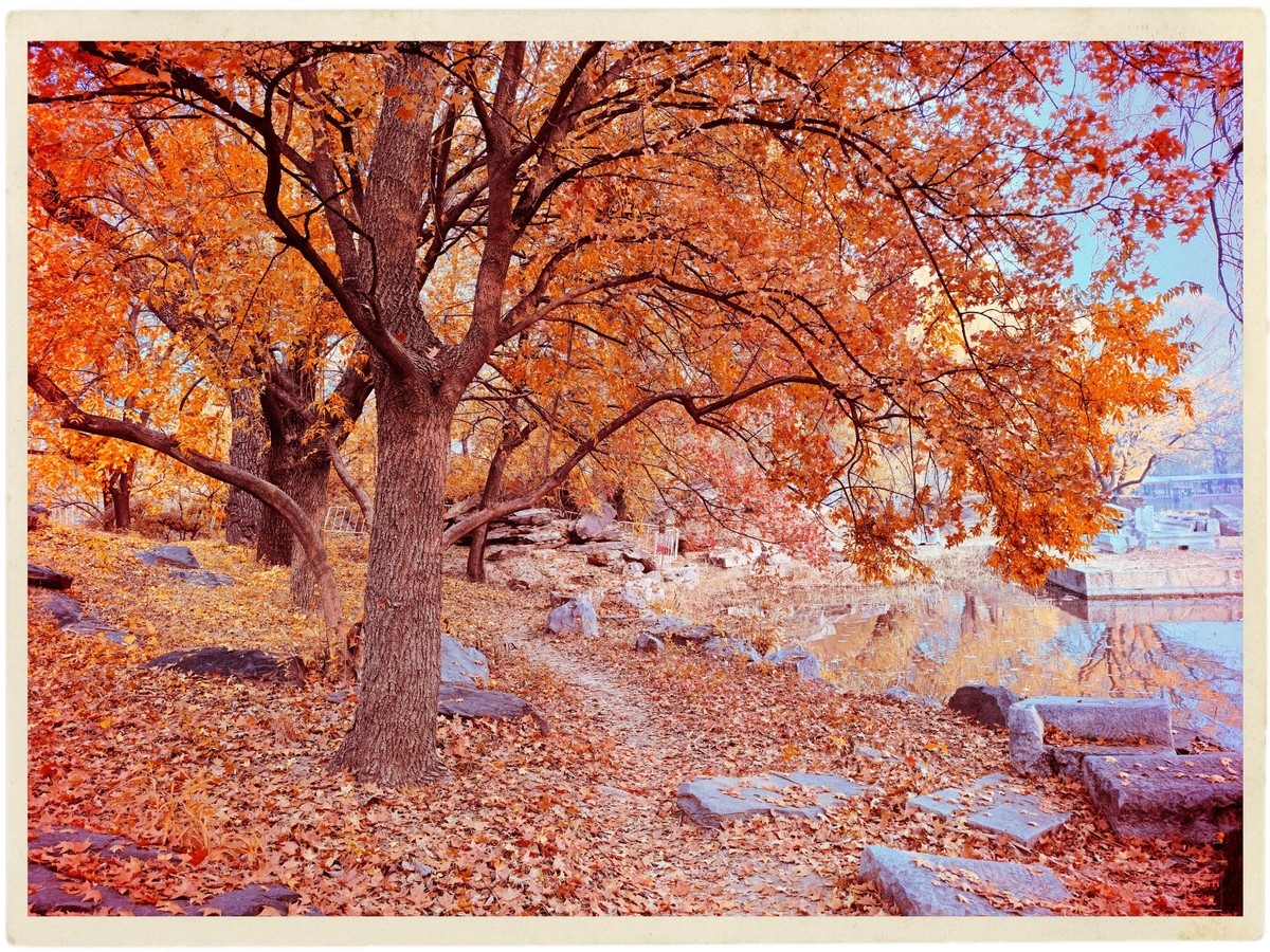 深秋的红与黄（手机版）！