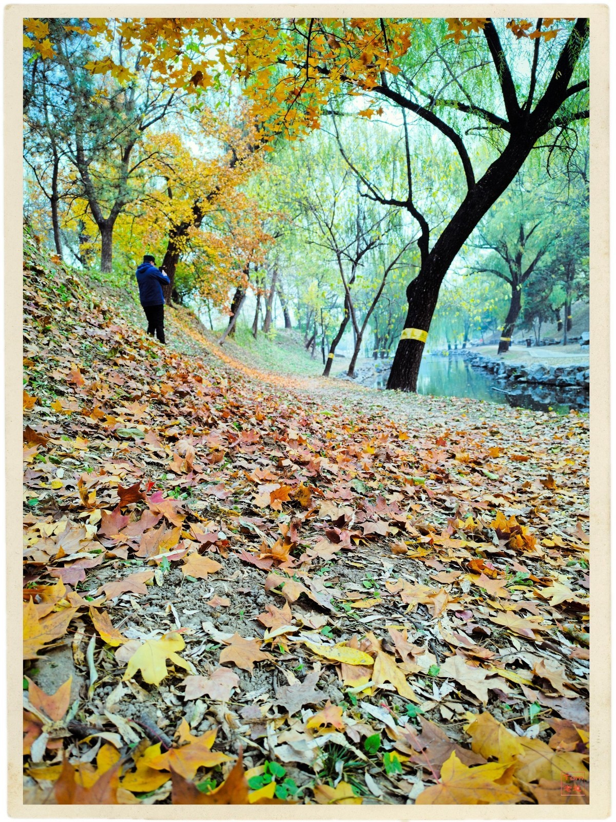 深秋的红与黄（手机版）！