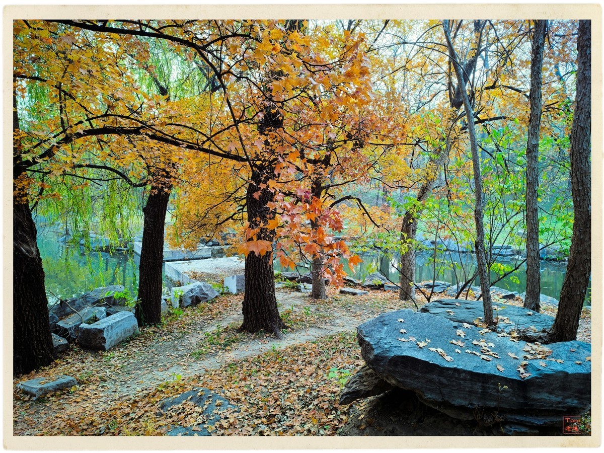 深秋的红与黄（手机版）！