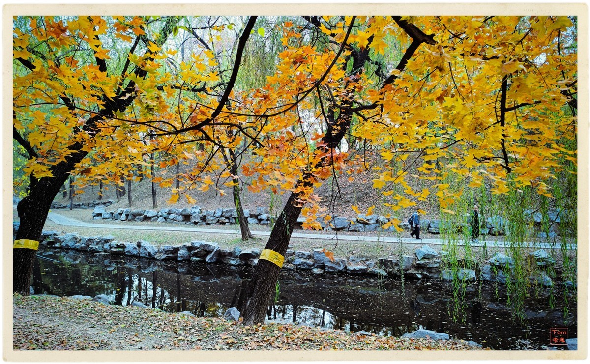 深秋的红与黄（手机版）！