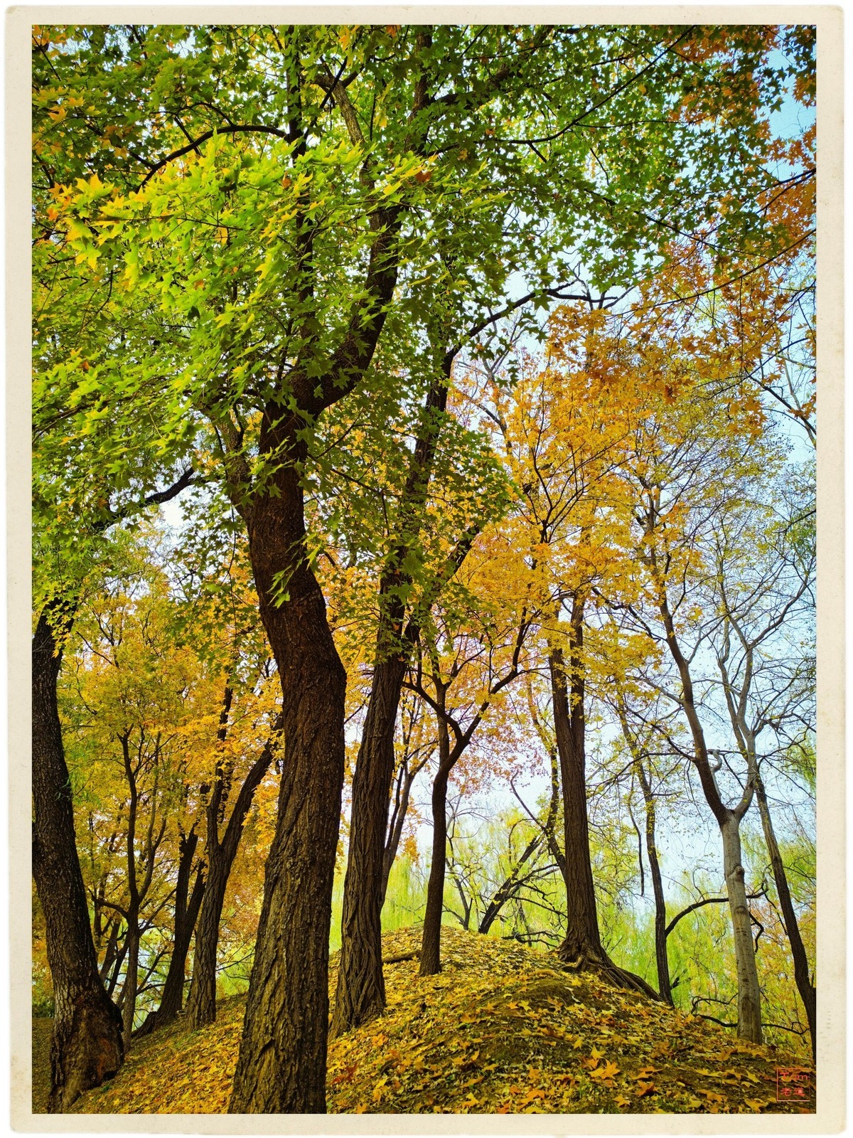 深秋的红与黄（手机版）！