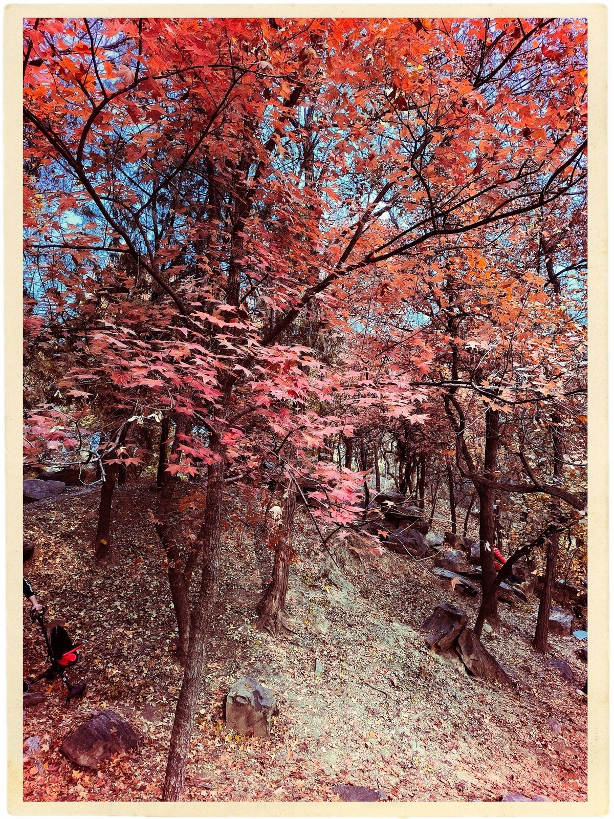 深秋的红与黄（手机版）！