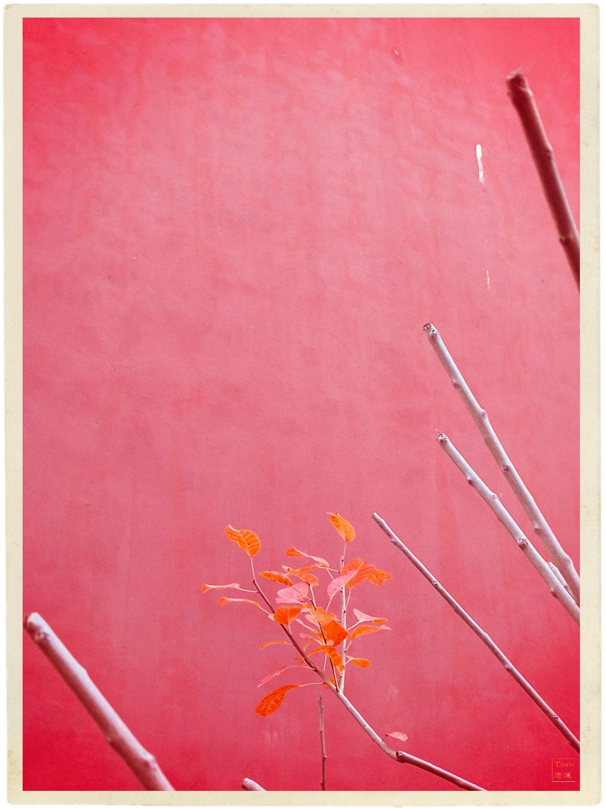 深秋的红与黄（手机版）！