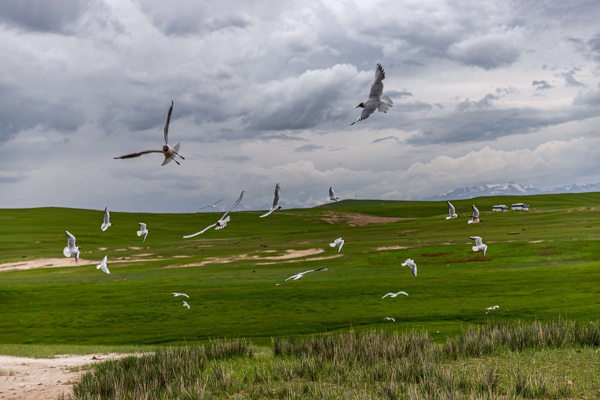 旅游记录 ：新疆 · 穿越独库公路 · 第二天 · 巴音布鲁克草原 · 天鹅家园
